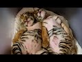 Тигрята и пустышки/Baby tigers and dummies