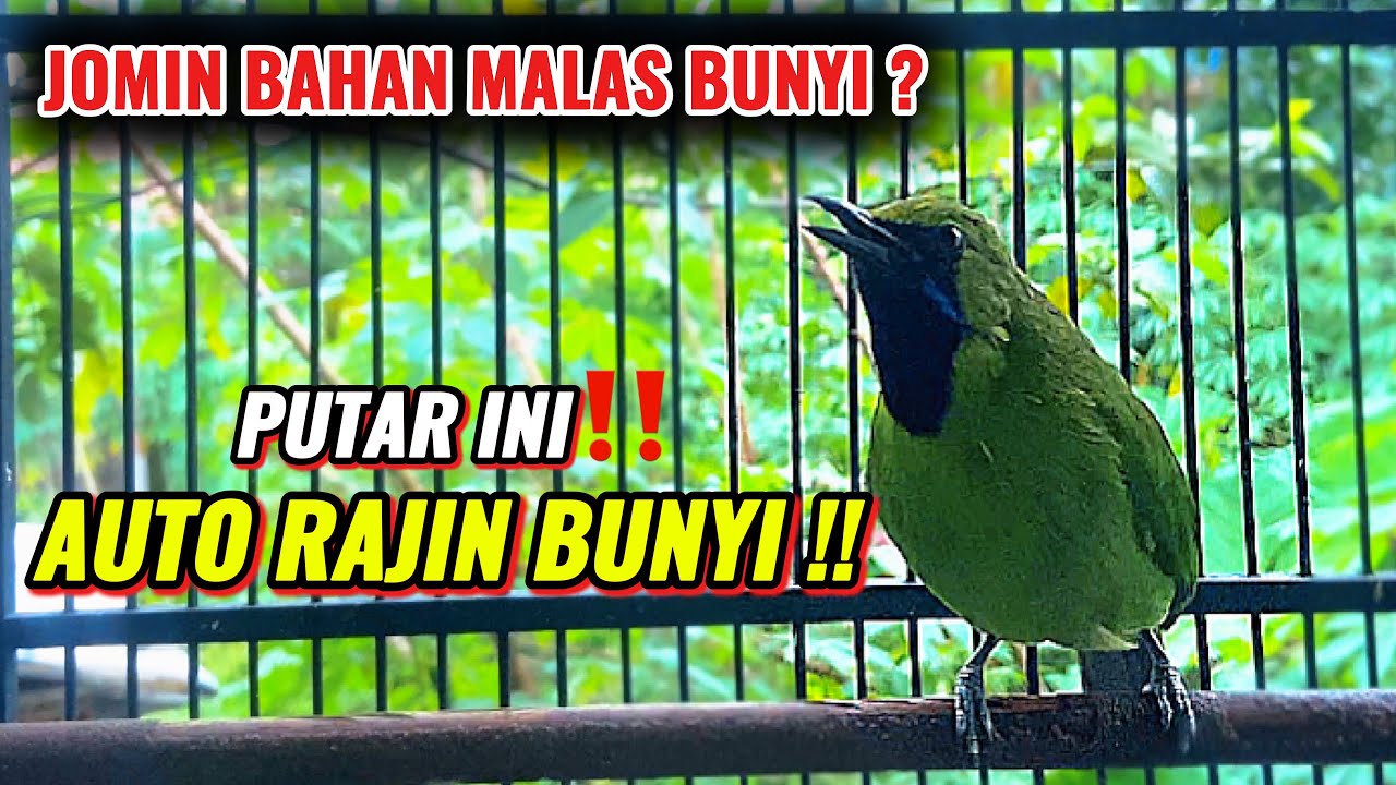 PANCINGAN CUCAK IJO MINI GACOR BAGUS BUAT MANCING EMOSI !!! JOMIN BAHAN AUTO GACOR