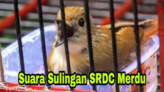 Suara JERNIH Burung SRDC Gacor nyuling MERDU Sikatan Rimba Dada Coklat 💧💧💧🏞️ Santai SORE