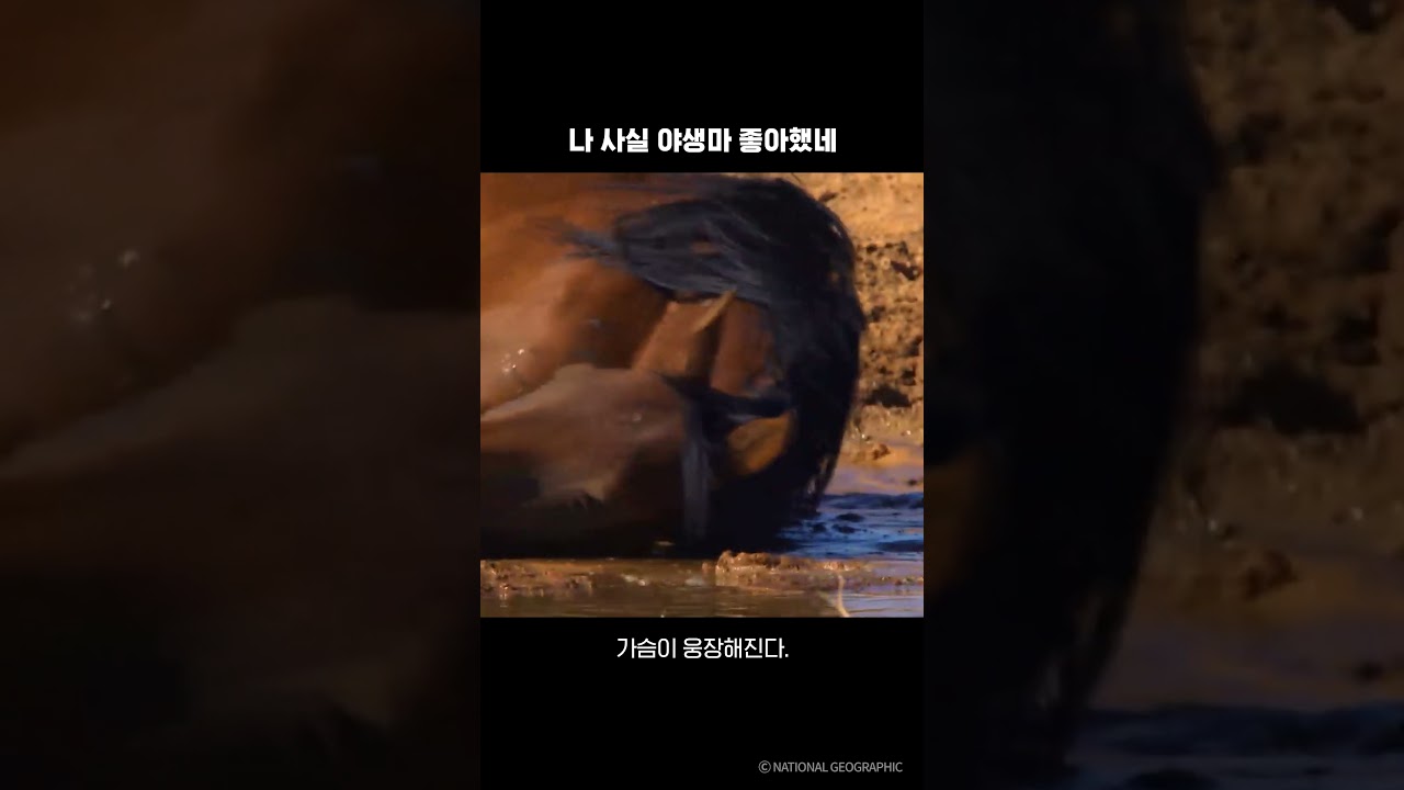 나 사실 야생마 좋아했네