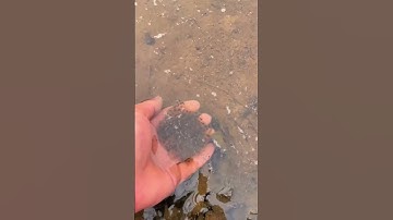 Thấy thứ gì nhậy nhụa thì ra là trứng ếch