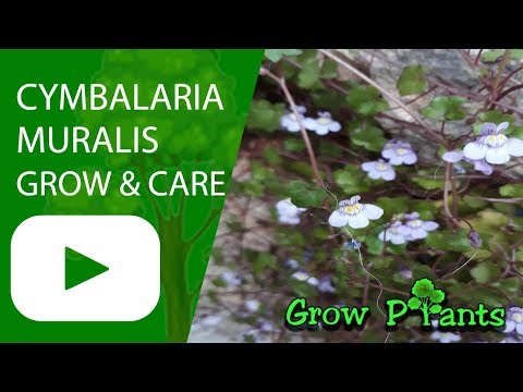 Cymbalaria muralis - Grow and care (Kenilworth ivy)