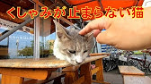 猫のくしゃみ等 猫のくしゃみ等
