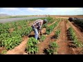 Chile Farming - America's Heartland
