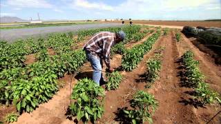 Chile Farming - America's Heartland