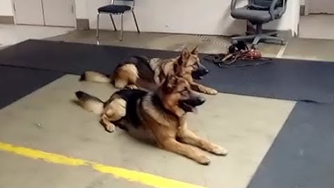 Two Dog Personal Protection Team (K9-1.com)
