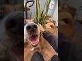 噛んで危ない犬だと思いきや実は甘えん坊part2 #dog#shorts