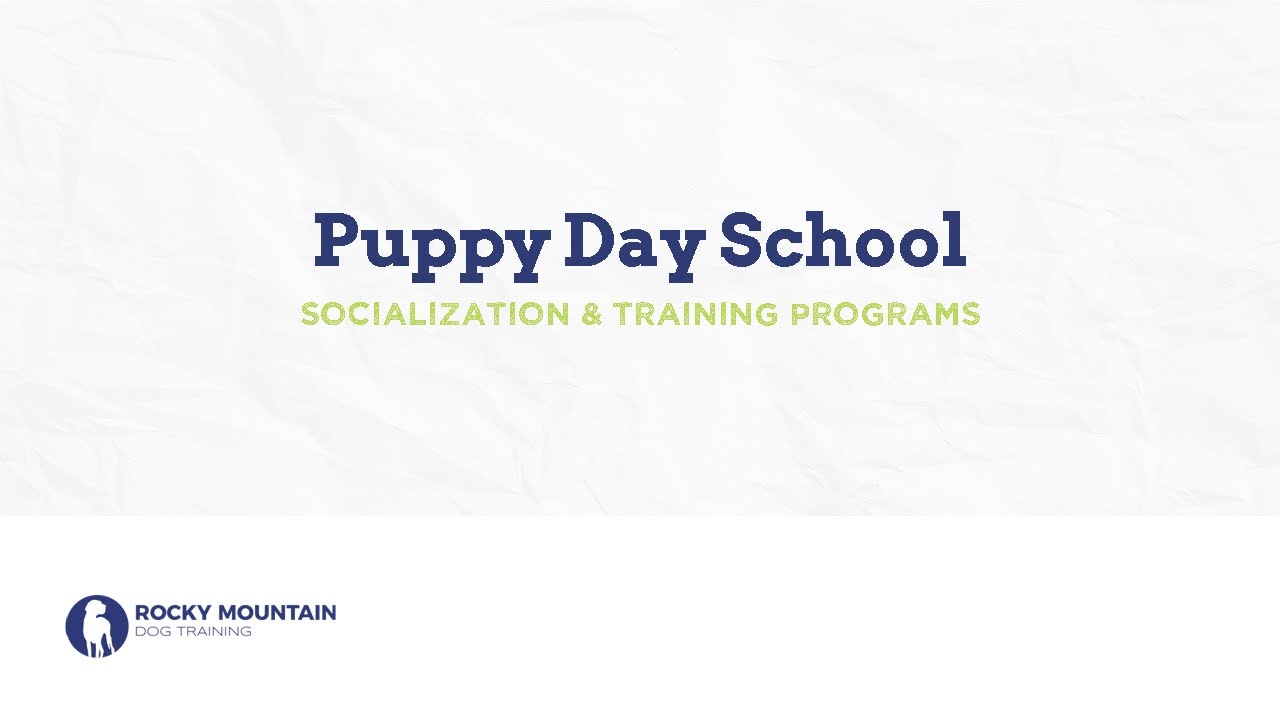 Rocky Mountain Dog Training Puppy Day School Programs YouTube rocky-mountain-dog-training-puppy-day-school-programs-youtube
