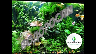 Prevention and #control of #algae in #aquarium. All about algae and the causes of their appearance.