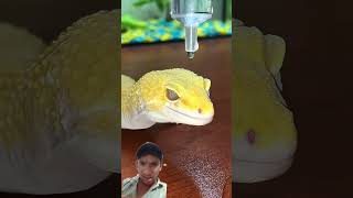 crocodile 3D viral video#shorts 🐊#trending #virla #video