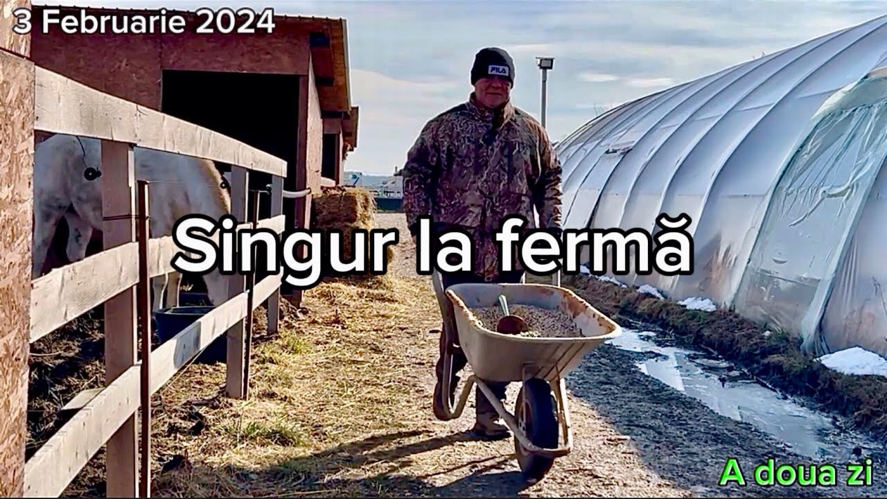 Singur la fermă.😊💪 Ce hrană dau eu la cai, porci, capre și găini. A scăpat cățelul care nu vede!