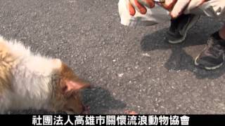 又見繁殖場棄犬‧屏東散落一地的毛孩子