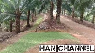 kebun sawit terindah di Sumatera || the most beautiful oil palm plantation in sumatra
