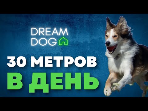 30 метров каждый день 🐶 Как правильно гулять с собакой на улице 🐕 Социализируем щенка на прогулке 🐩