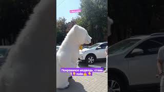 Белый медведь отжигает