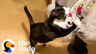 Cat Does Not Like When Mom's Boyfriend Comes Over | The Dodo Cat Crazy