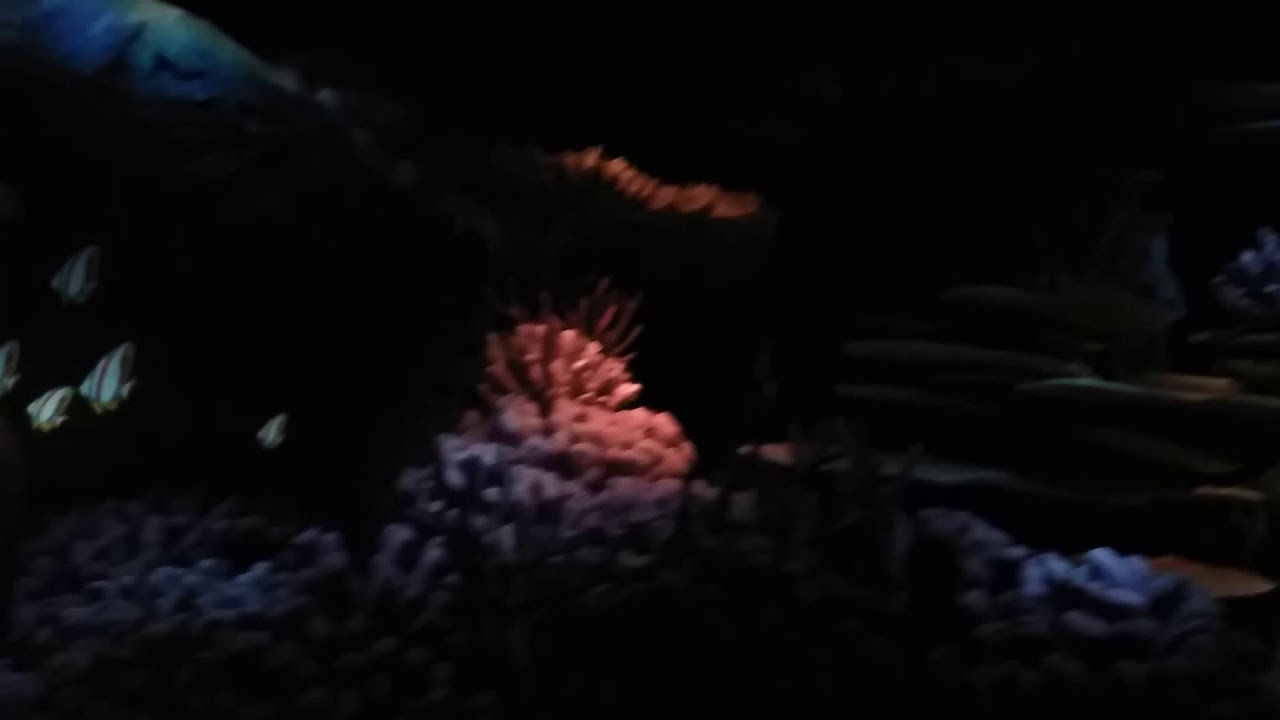 Finding Nemo Ride (Full Ride Orlando,FL) - YouTube