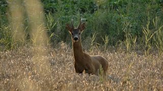 Polowanie na rogacza - wabienie - roebuck call