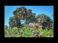 Disney's Animal Kingdom Pandora Area 3 Hour Loop