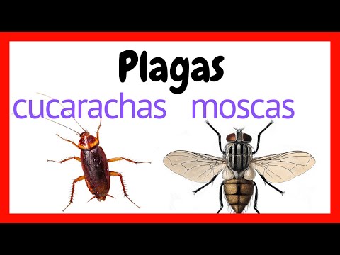 Video: Escarabajo del pan: descripción y control de plagas