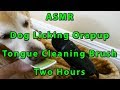 Asmr two hours cute dog licking orapup tongue cleaning brush  golden retriever