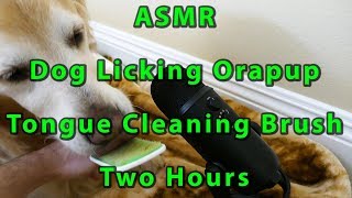 ASMR Two Hours Cute Dog Licking Orapup Tongue Cleaning Brush - Golden Retriever