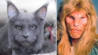 10 Huge Facts About Maine Coons 10 Massive Facts About Maine Coon Cats