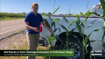 Hail Events in Corn: Damage Evaluation at Pollination Stage
