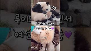 루이의 꼬리버튼을 누르면 띠용띠용!💜