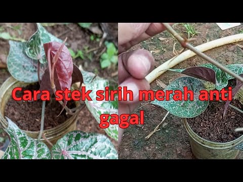 Cara Membibit Sirih Merah