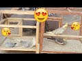 Humara Master Cage Ka Liya New Birds Agay - New Birds For Master Cage - 3mbvlogs