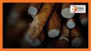 | SMART FARM | Cassava gene silencing in Kilifi