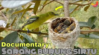 PROSES PEMBUATAN SARANG SAMPAI BERANAK ‼️ sarang burung sirtu di alam langsung