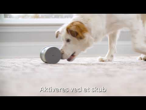 Video: Kibble til diabetiske hunde