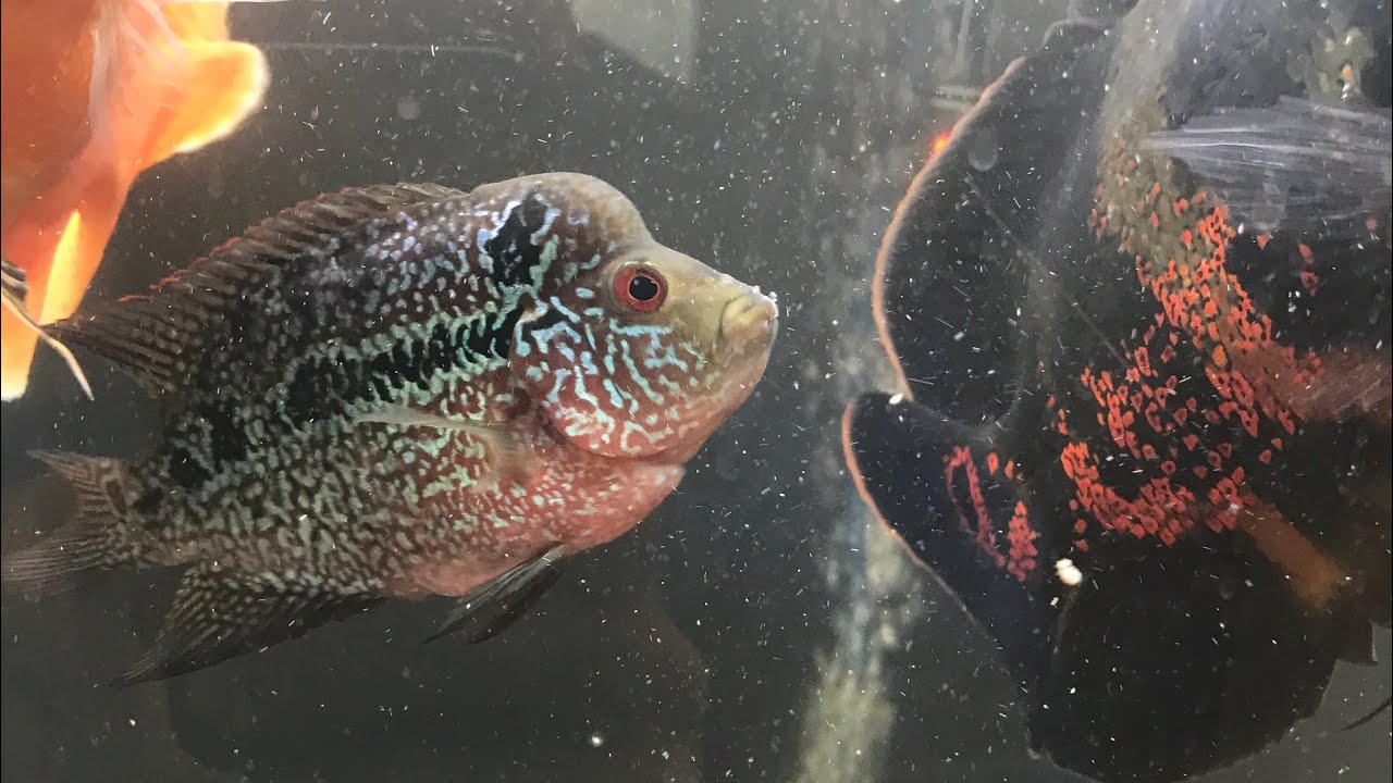 Our 75 Gallon Flowerhorn and Oscar tank (Our First Tank) YouTube