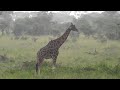 Jirafa rothschilds giraffe  giraffa camelopardalis rothschildi 01