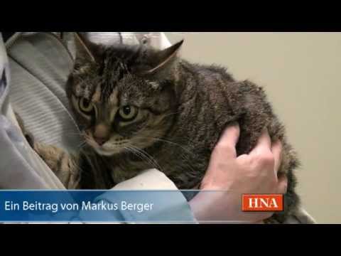 Video: Herzschlagprobleme (Stillstand) Bei Katzen