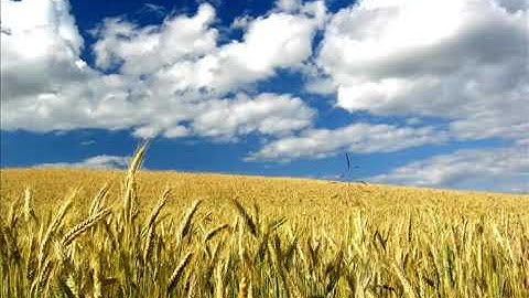 القران الكريم سوره الاخلاص بدون حقوق طبع