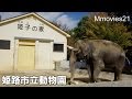 Himeji Castle & Animals 姫路城と姫路市立動物園 の動画、YouTube動画。