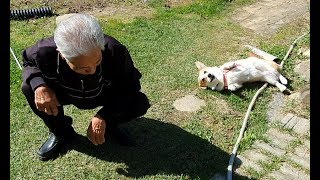 [Eng] What happens If my dog meets my grandfa for the first time?