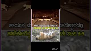 ಈ ಸಾವು ನ್ಯಾಯವೇ? 😔#tiger #forest #death #poison #animals #funnyshorts #funnycomedy #nature