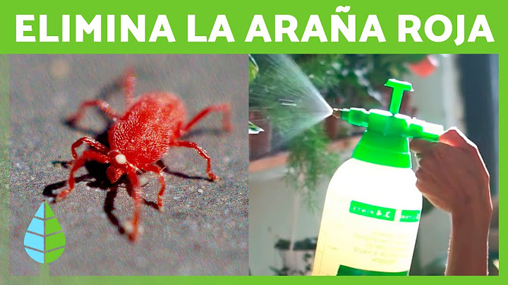 Cómo ELIMINAR la ARAÑA ROJA de las PLANTAS 🕷️🌿 | 5 Remedios Caseros ✅
