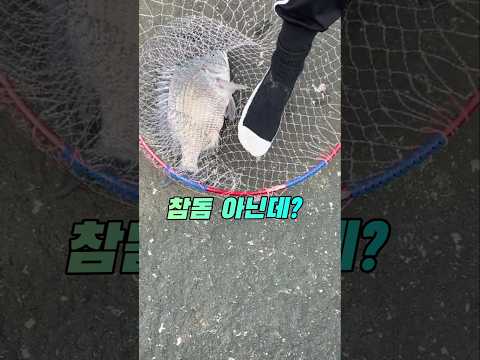 감성돔도 좋아? #fishing #감성돔 #겟바위낚시 thumbnail
