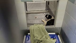 acs A674330