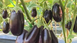 My kitchen garden Brinjal organic gardening/with out medicine only cow dungshrotsbrinjalviral