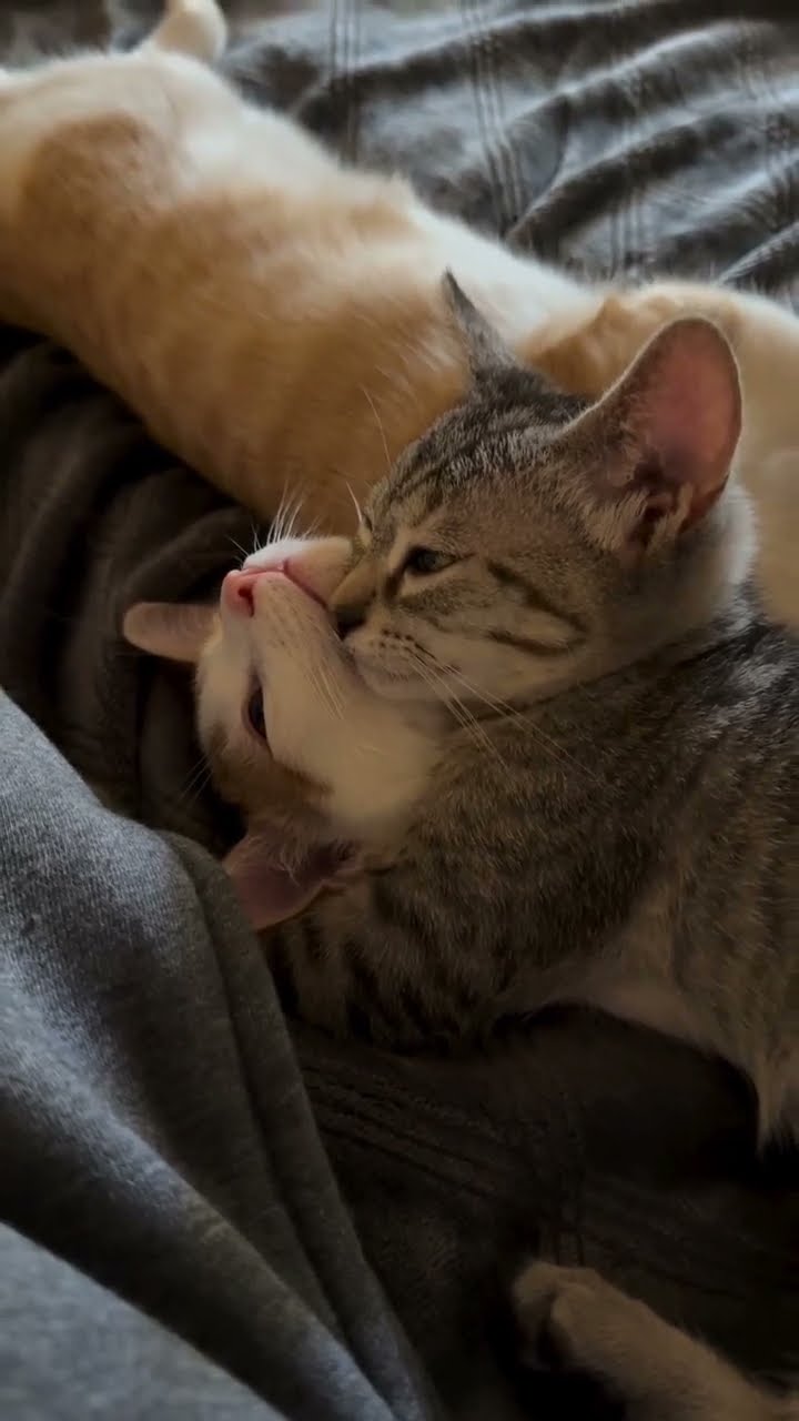 Top des vidéos très mignon ❤️ ❤️ ❤️ ❤️ ❤️ ❤️