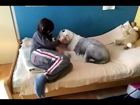 Bobtail bobtejl Staroengleski ovčar Old English sheepdog part 2