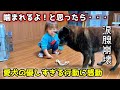 【感動】こんなに優しい犬、見たことない。オヤツあげてたら信じられない行動に