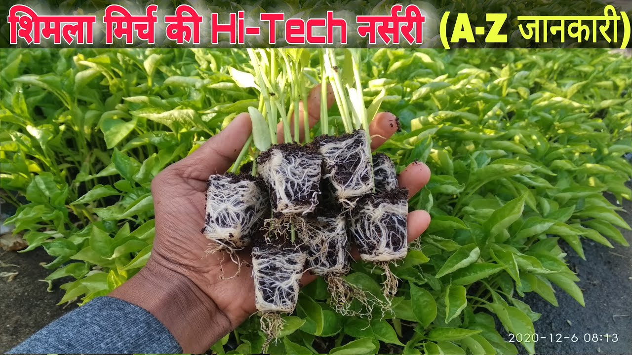 शिमला मिर्च की नर्सरी सम्पूर्ण जानकारी Capsicum Nursery Preparation Complete information