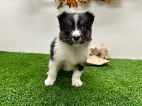 Video Berger Australien